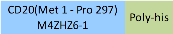 CD20 Structure