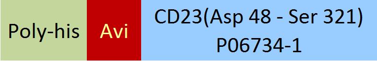 CD23 Structure