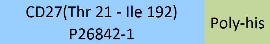 CD27 Structure