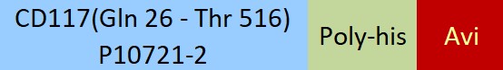 CD117 Structure