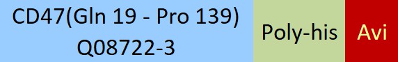 CD47 Structure