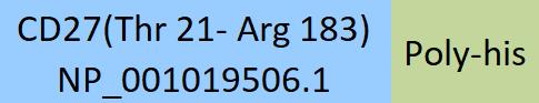 CD27 Structure