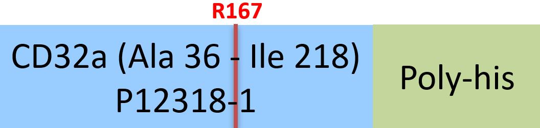 Fc gamma RIIA / CD32a Structure