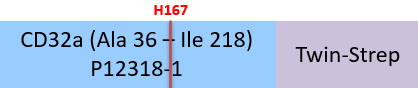 Fc gamma RIIA / CD32a Structure