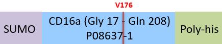 Fc gamma RIIIA / CD16a Structure