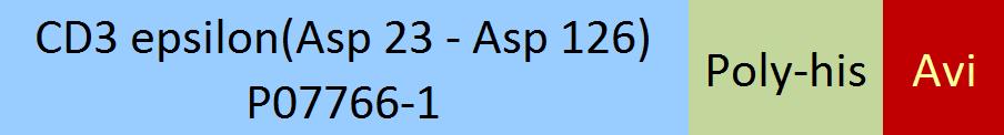 CD3 epsilon Structure