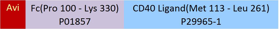 CD40 Ligand Structure