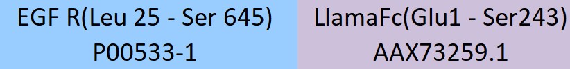 EGF R Structure