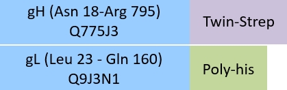 gH&gL Structure