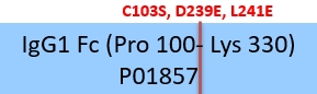 IgG1 Fc Structure