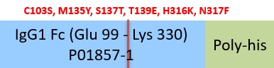 IgG1 Fc Structure