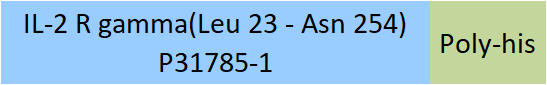 IL-2 R gamma Structure