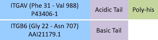 Integrin alpha V beta 6 Structure