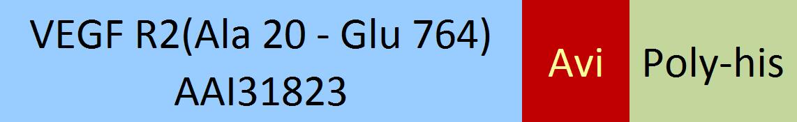 VEGF R2 Structure