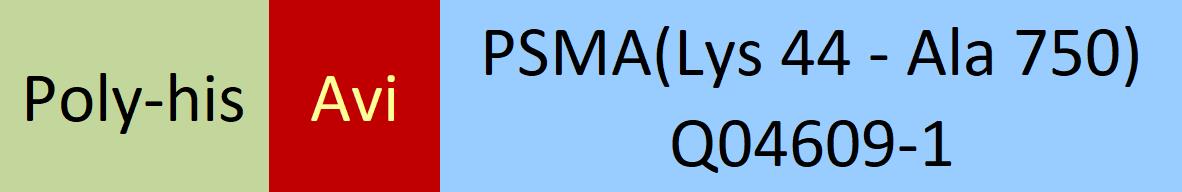 PSMA Structure