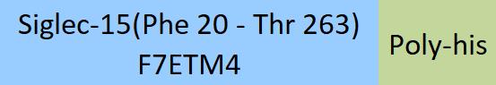 Siglec-15 Structure
