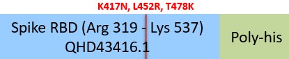 Spike RBD Structure